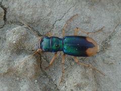 Grammognatha euphratica
