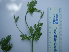 Chaerophyllum tainturieri dasycarpum