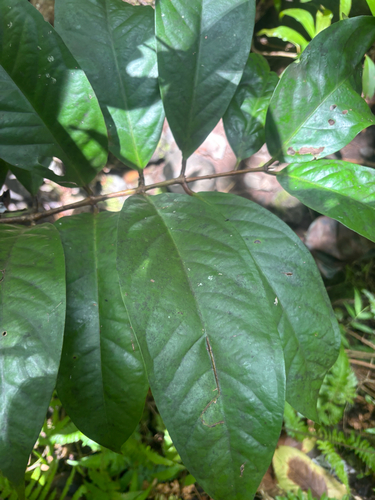 Syzygium malaccense observed 2026-03-30