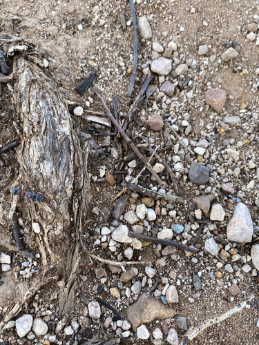 Myrmecia varians
