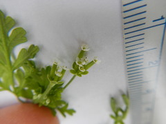 Chaerophyllum tainturieri dasycarpum