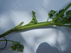 Chaerophyllum tainturieri dasycarpum