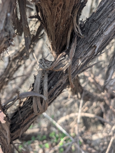 riverbank grape (Vitis riparia)