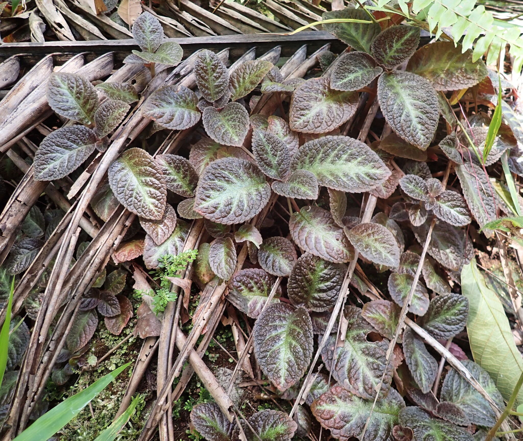 Flame Violet (Episcia cupreata)