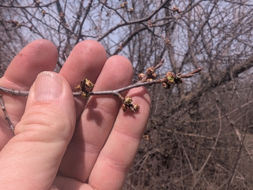 American plum (Prunus americana)