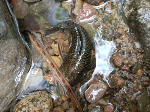 Striped rubbernose (Chaetostoma thomsoni) — Loricariidae — 3
