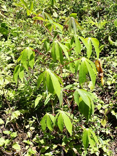 Cassava (Manihot esculenta)