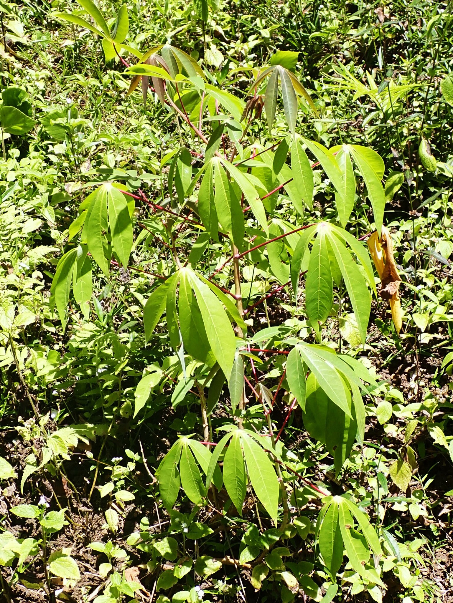 Cassava (Manihot esculenta)