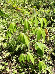 Manioc (Manihot esculenta)
