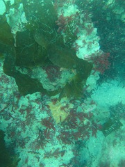 Dictyoneurum reticulatum