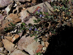 Polygala asbestina