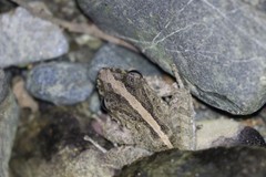 Craugastor fitzingeri