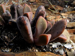 Pleiospilos compactus canus