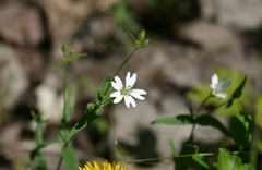 Pseudostellaria jamesiana