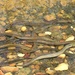 Northern Lampreys - Photo (c) Janet Gingold, some rights reserved (CC BY-NC), uploaded by Janet Gingold