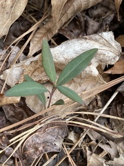 Lonicera sempervirens