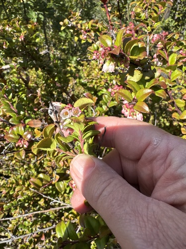 Evergreen Huckleberry (Vaccinium ovatum)
