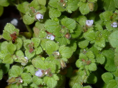 Veronica hederifolia
