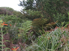 Cyathea cooperi