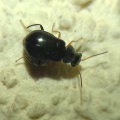 Ebaeus