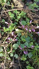 Lathraea clandestina