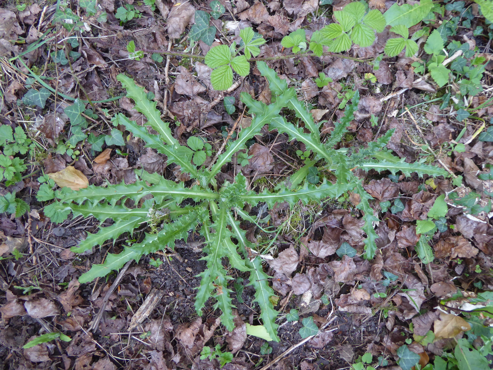Creeping Thistle (Cirsium arvense)