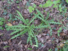 Chardons Des Champs (Cirsium arvense)
