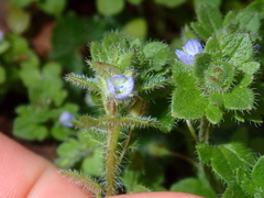 Veronica hederifolia
