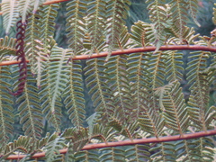 Cyathea cooperi