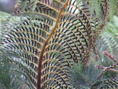 Cyathea cooperi