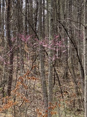 Cercis canadensis canadensis