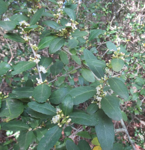 Yaupon (Ilex vomitoria)