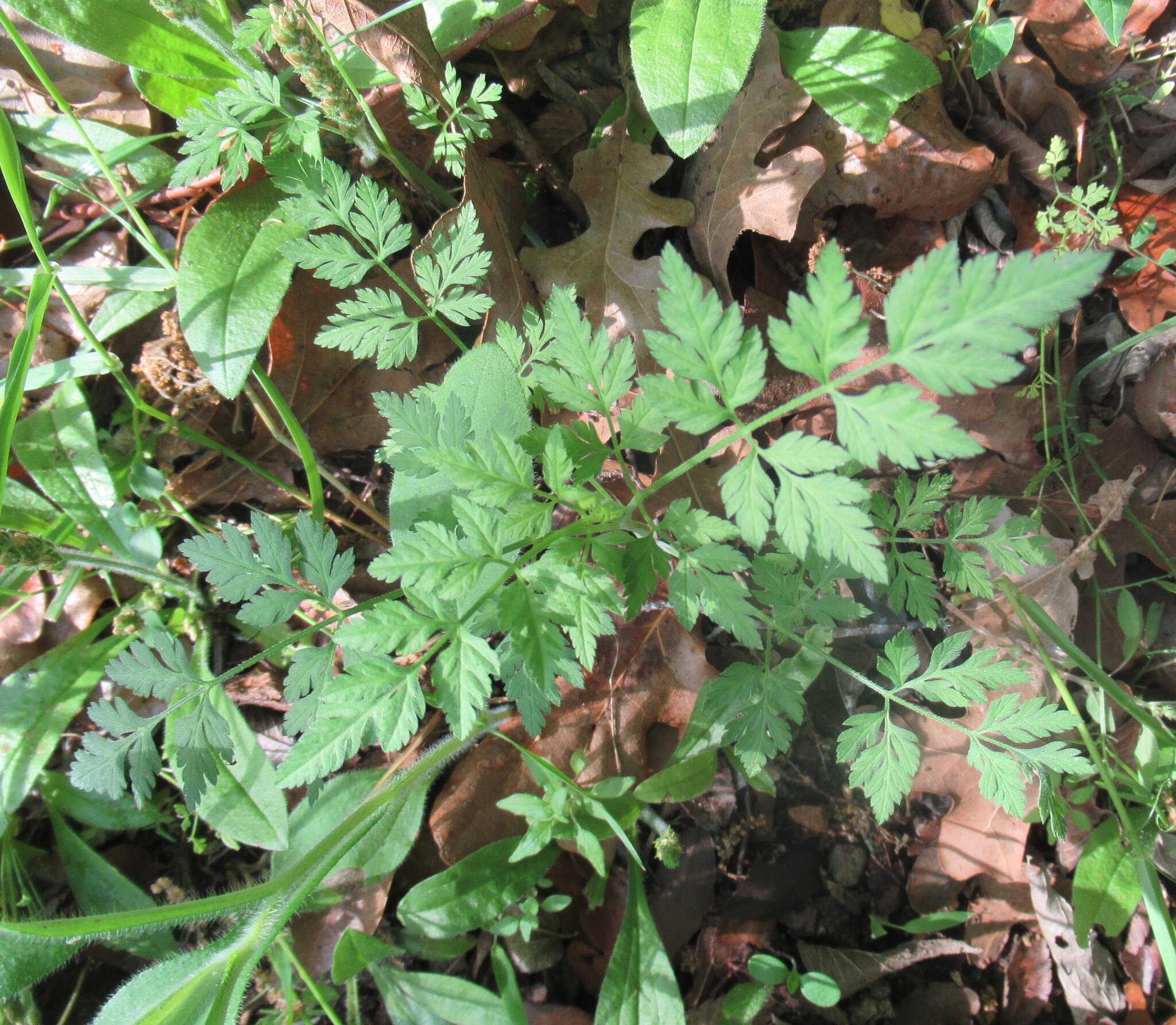 Spreading Hedgeparsley (Torilis arvensis)