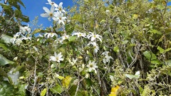 Clematis paniculata