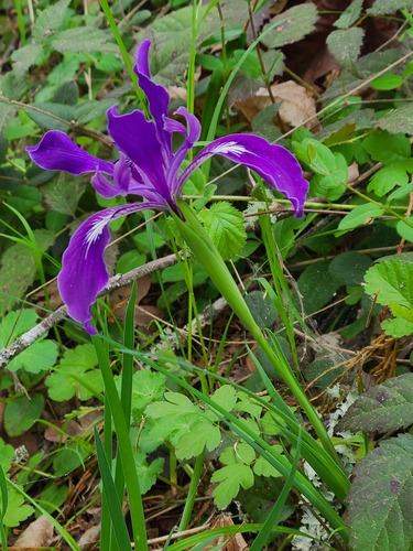 Oregon iris (Iris tenax)