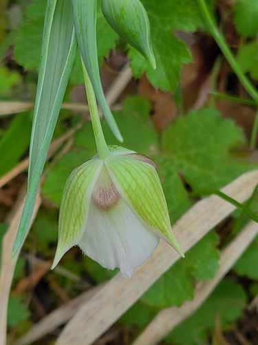 Tolmie's pussy ears (Calochortus tolmiei)