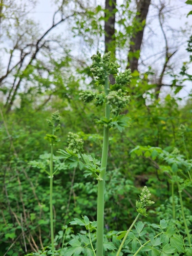 Torrey's Meadow Rue (Thalictrum polycarpum)