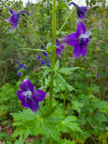 Columbian Larkspur (Delphinium trolliifolium)
