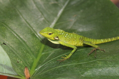 Bronchocela jubata