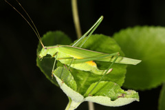 Hyperophora angustipennis