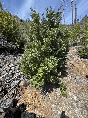 Tanoak (Notholithocarpus densiflorus)