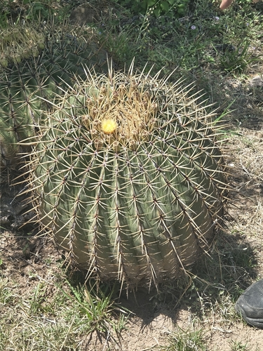 Bisnaga histrix