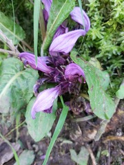 Lathraea clandestina