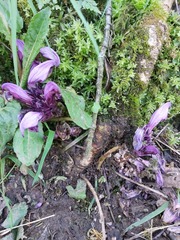 Lathraea clandestina