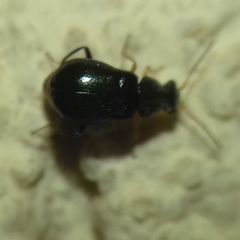 Ebaeus