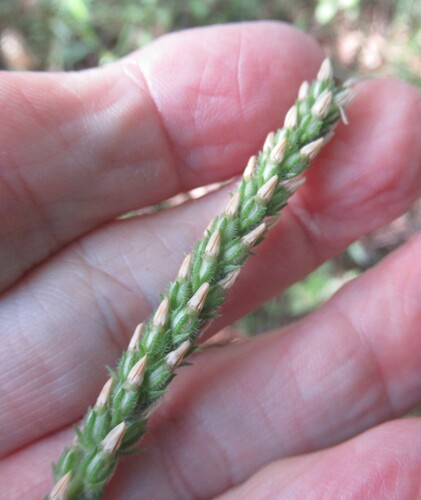 redseed plantain (Plantago rhodosperma)