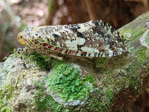 Phenax variegata