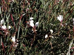 Pelargonium tetragonum