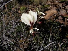 Pelargonium tetragonum
