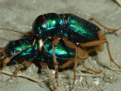 Grammognatha euphratica